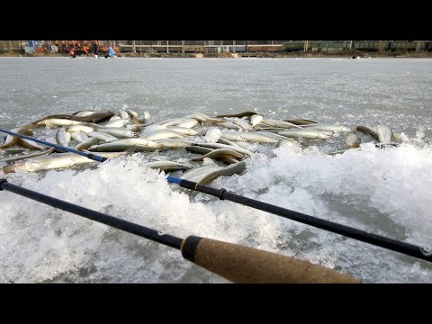 Видео: Ловля корюшки на махалки на Океанской. Зимняя рыбалка во Владивостоке. 10.03.2019.