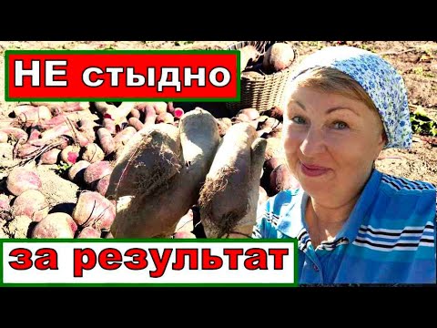 Видео: Как хранить свёклу? Так бабаушка учила выращивать свёклу. Картофель супер , результат 1:10
