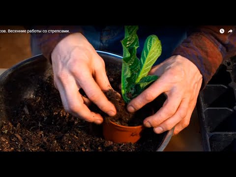 Видео: Омоложение стрептокарпусов. Работа со стрепсами в феврале.