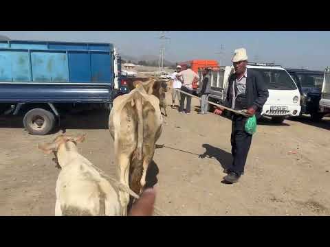 Видео: БАТКЕН МАЛ БАЗАРЫ САТЫЛЫП АЛЫНГАН БААЛАР БАЗАР КЫЗЫДЫ ПАЙ ПАЙ БОЛДУ 😃2025 ж 12 июль