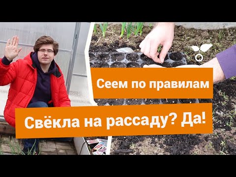 Видео: Посев свёклы на рассаду — в чем преимущества и как правильно посадить?