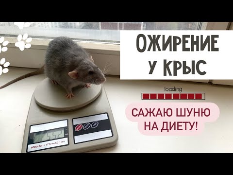 Видео: ЧТО ДЕЛАТЬ ЕСЛИ У КРЫСЫ ОЖИРЕНИЕ | К ЧЕМУ МОЖЕТ ПРИВЕСТИ ОЖИРЕНИЕ У КРЫСЫ | НОРМАЛЬНЫЙ ВЕС ДЛЯ КРЫСЫ