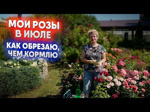 Видео: Мои розы в июле - как обрезаю, чем кормлю