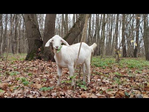 Видео: Давно не бачились