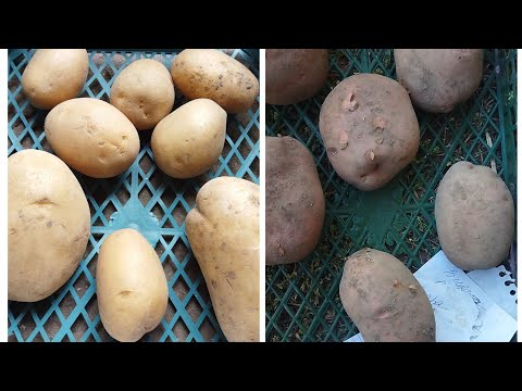 Видео: Купила на OZON элитные сорта картофеля Сарпо Мира, Сынок(Богатырь) .