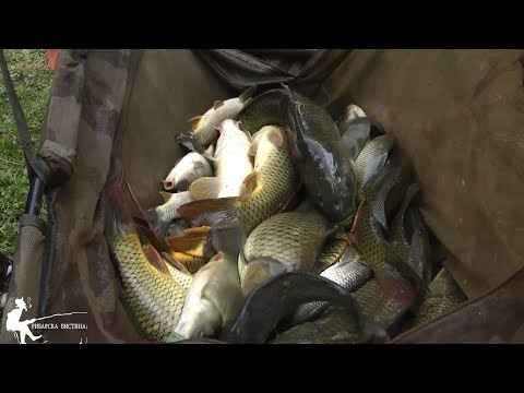 Видео: 🎣 Фидер магија на Осломеј – точноста носи улов!  МК #feeder