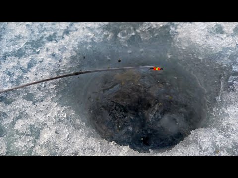 Видео: ВОТ ЧТО БЫВАЕТ КОГДА ЛОВИШЬ НА СЕКРЕТНУЮ ПРОВОДКУ И  МОРМЫШКУ. БЕЗМОТЫЛКА В ГЛУХОЗИМЬЕ.