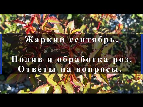 Видео: Жаркий сентябрь. Полив и обработка роз. Ответы на вопросы.