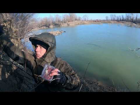 Видео: РЫБАЛКА ЛЕЛИКА И БОЛИКА НА КАНАДСКОГО СОМА НА РЕКЕ КУБАНЬ)))