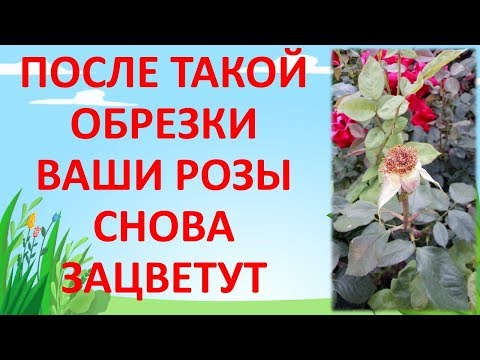 Видео: КАК ОБРЕЗАТЬ РОЗУ ПОСЛЕ ЦВЕТЕНИЯ ЛЕТОМ чтобы снова зацвела Обрезка роз летом #garden