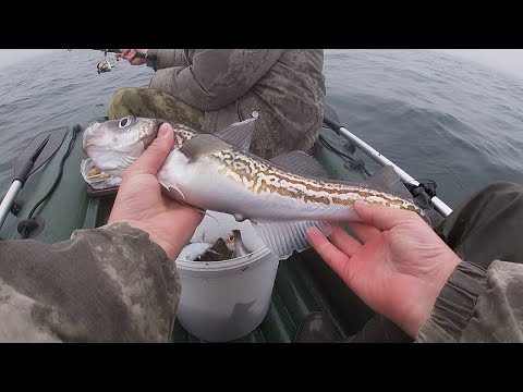 Видео: РЫБАЛКА НА КАМБАЛУ ФЕДОРОМ Ч2 / ВЛАДИВОСТОК / 9 МАЯ / ПЕРВЫЙ МИНТАЙ