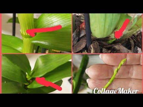 Видео: 30.10.2025. ПРИЯТНЫЕ НОВОСТИ ОТ МОИХ НЕ ФАЛИНОПСИСЫ САХ 👍❤🌺