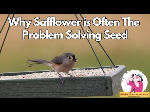 Видео: Сафлор — СЕКРЕТНОЕ семя для решения проблем, о котором вы никогда не знали