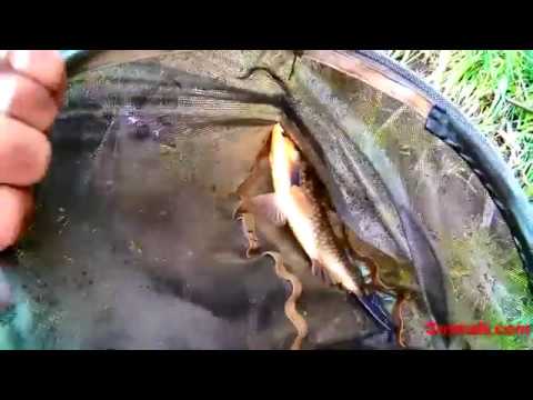 Видео: Супер излет по каналите на Арката