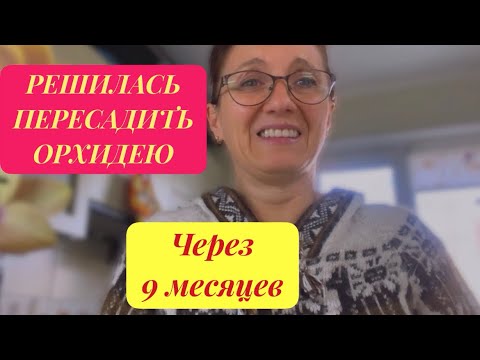 Видео: ПЕРЕСАДКА ПОПУЛЯРНОЙ ОРХИДЕИ с "ОРАНЖЕВО-КАРМИННЫМИ" ЦВЕТКАМИ