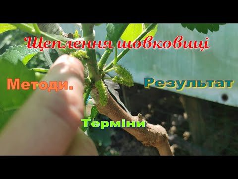 Видео: Щеплення шовковиці.Методи,терміни,результат.