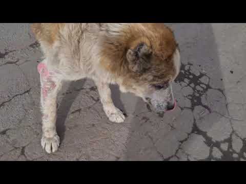 Видео: Спасительная таблетка для больной собаки