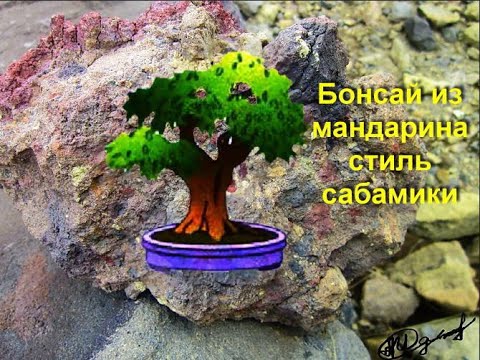 Видео: Бонсай из мандарина, формировка