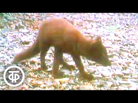 Видео: В мире животных. О природе и животном мире Командорских островов (1984)