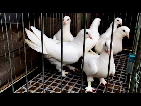 Видео: Линия моих Сапожковых Бакинцев 2025 Племенные Держу с 2012 года