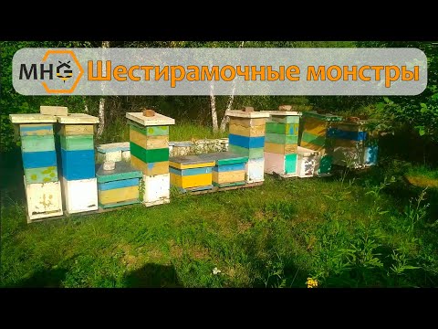 Видео: Что стало с 6-ти рамочными ульями после продажи пчелопакетов?