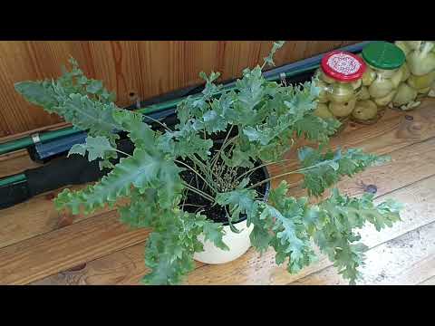 Видео: Комнатные Растения. Обзор Папоротников🌿🌿🌿