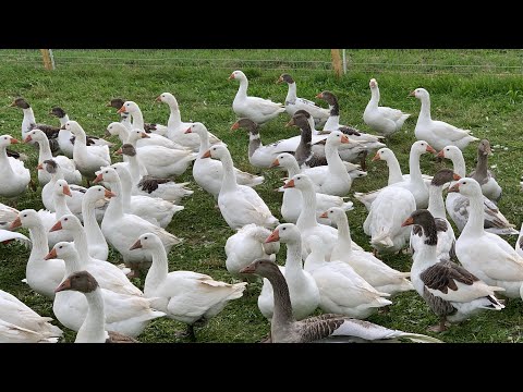 Видео: Ферма в Германии.Новое пастбище для гусей.