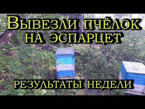 Видео: Вывозим пчёл на эспарцет. Первые результаты