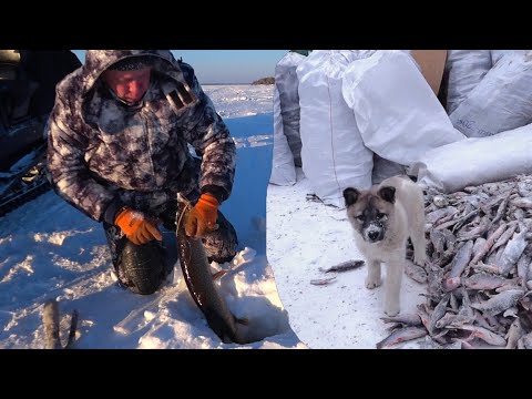 Видео: ЩУКИ ВСТАВАЛИ В ОЧЕРЕДЬ К ЭТОЙ ЖЕРЛИЦЕ. Рыбалка в ХМАО в январе.