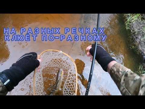 Видео: на разных речках клюёт по разному