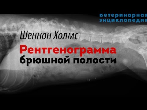 Видео: Рентгенограмма брюшной полости. Abdominal Radiographs