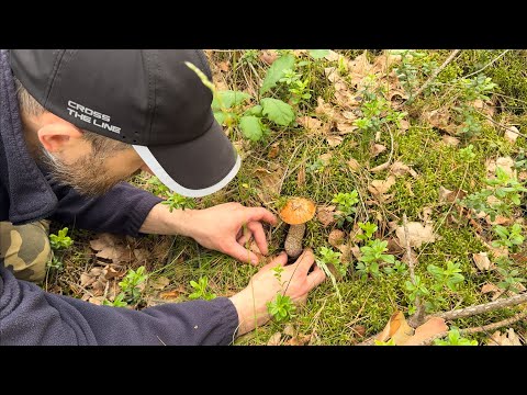 Видео: ШЕСТЬ ВИДОВ СЪЕДОБНЫХ ГРИБОВ, ЗА ОДИН ВЫХОД! ВОТ ЭТО УДАЧА!