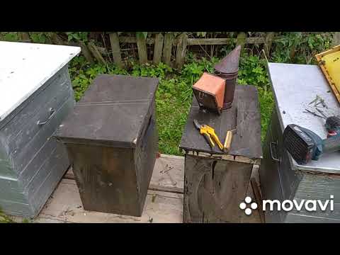 Видео: Полные ловушки с лесным медом