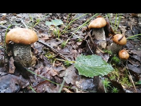 Видео: Возвращаемся  в лето