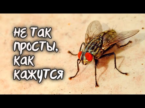 Видео: После этого видео вы перестанете недооценивать опасность мух