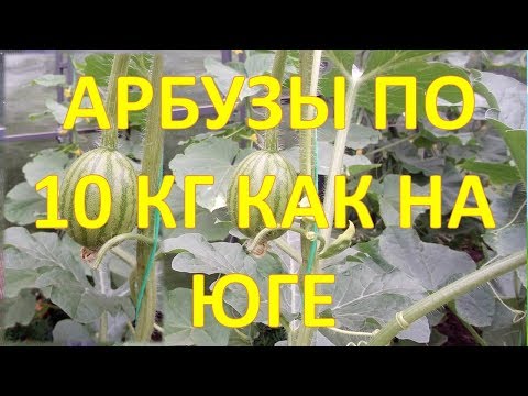 Видео: Как выращивать 10 КГ арбузы в теплице. Подвязка, опыление, формировка. Выращивание арбузов в теплице
