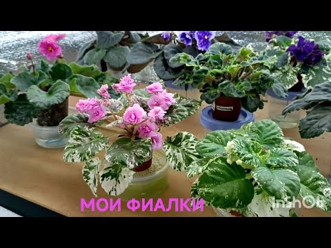 Видео: ЧТО У МЕНЯ НА СТЕЛЛАЖАХ СЕГОДНЯ !