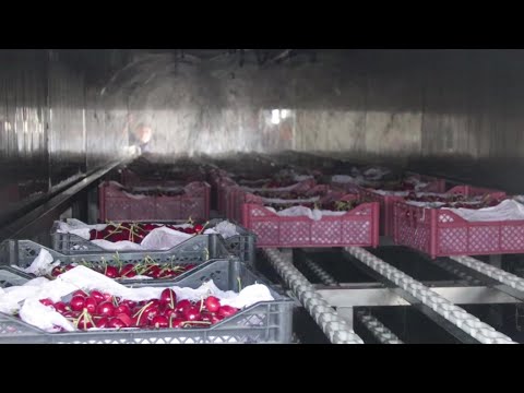 Видео: Супер-современные технологии черешни в Узбекистане: карликовые подвои, большой калибр, гирокулинг