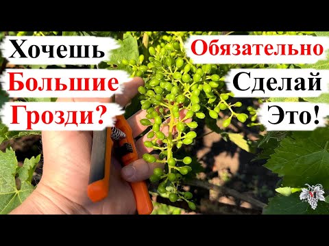 Видео: НОРМИРОВКА Винограда ГРОЗДЯМИ!