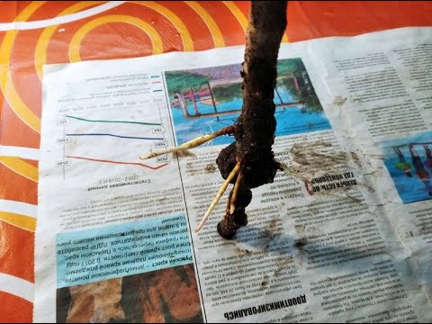 Видео: 3 ошибки допущенные мной при размножении яблони без черенков и прививок