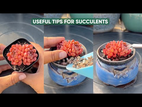 Видео: Простые советы по уходу за суккулентами для начинающих