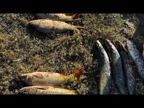 Видео: Рыбалка на среднем канале👍сазан,сом. 
