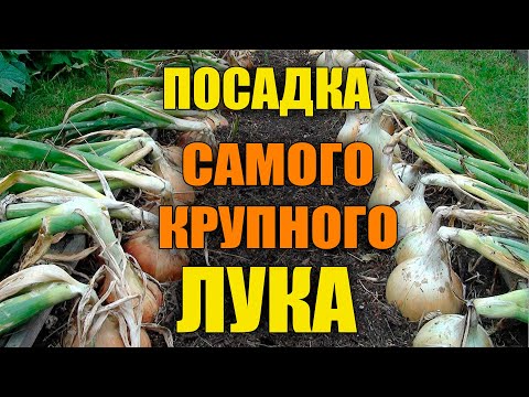 Видео: КАК ПОСАДИТЬ РАССАДУ ЛУКА ЭКСИБИШЕН!