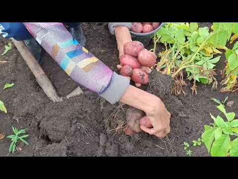 Видео: 25 июля 2025 г.