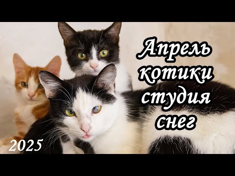 Видео: Апрель, снежок, студия, котики