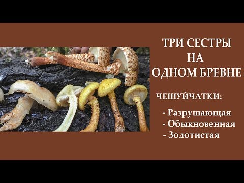 Видео: Три сестры на одном стволе! Чешуйчатки: разрушающая, обыкновенная, золотистая