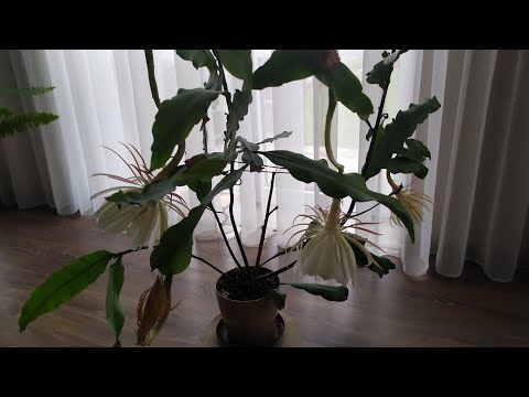 Видео: Как цветётЦарица ночи (Селеницереус крупноцветковой)