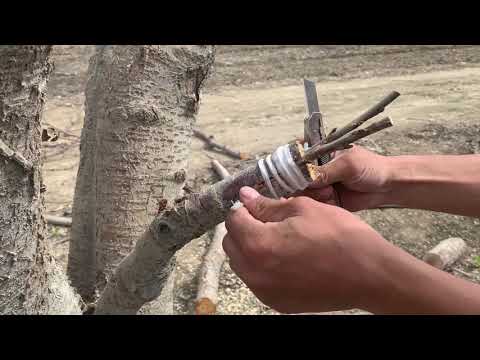 Видео: Чон дарактарды кыйыштыруу