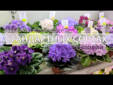 Видео: Стандартные сорта сенполий из коллекции О. Стуленковой на выставке "Здравствуйте лето!", Дом Фиалки