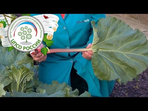 Видео: Ревень: польза, выращивание, использование.